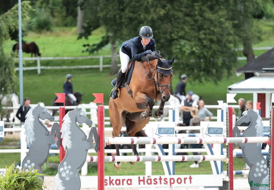  hästjobb finnes: Hästskötare  - Annons 1