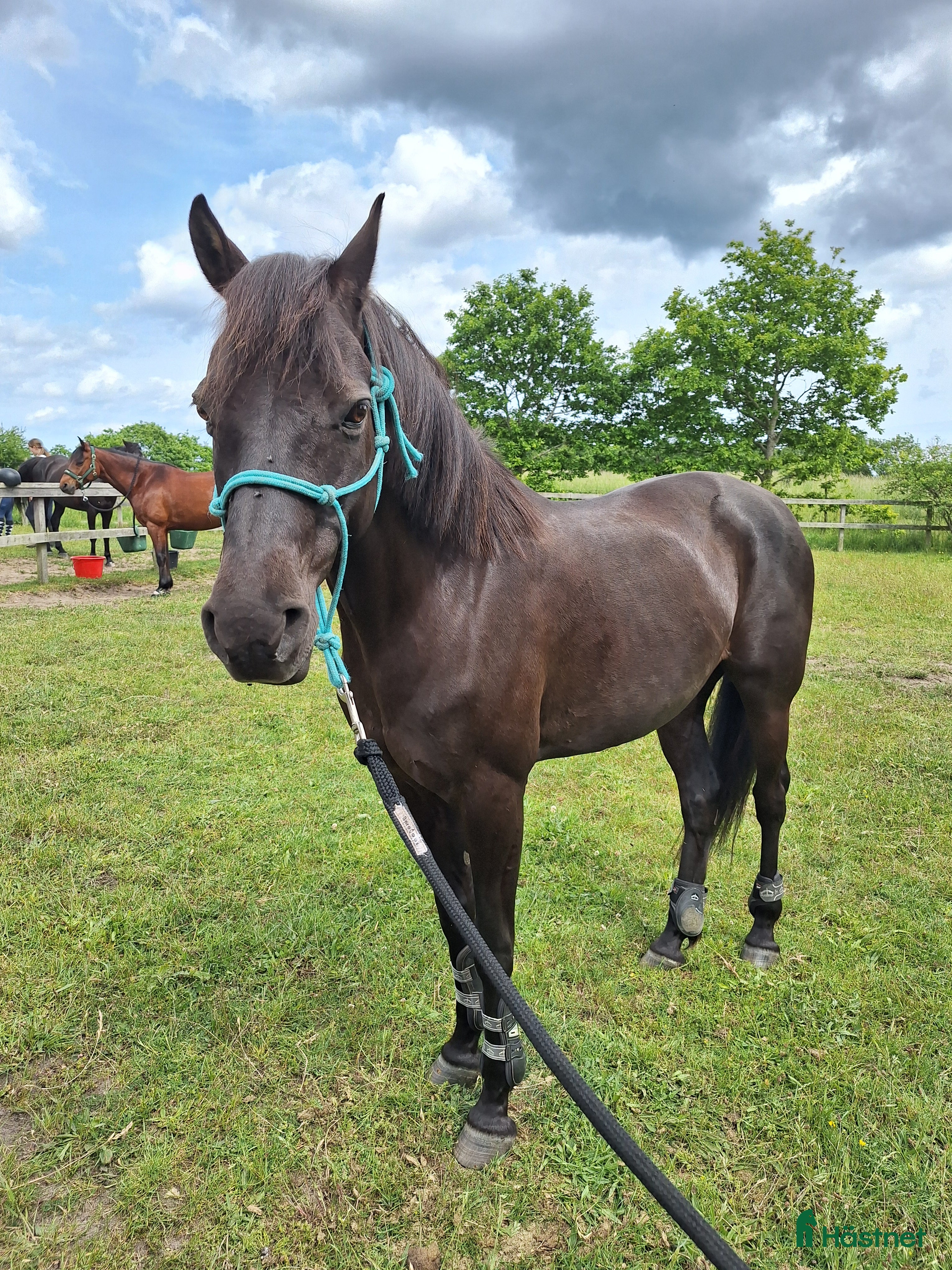  hästar Drömponny - Annons 8