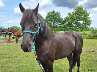 hästar Drömponny - Annons 8