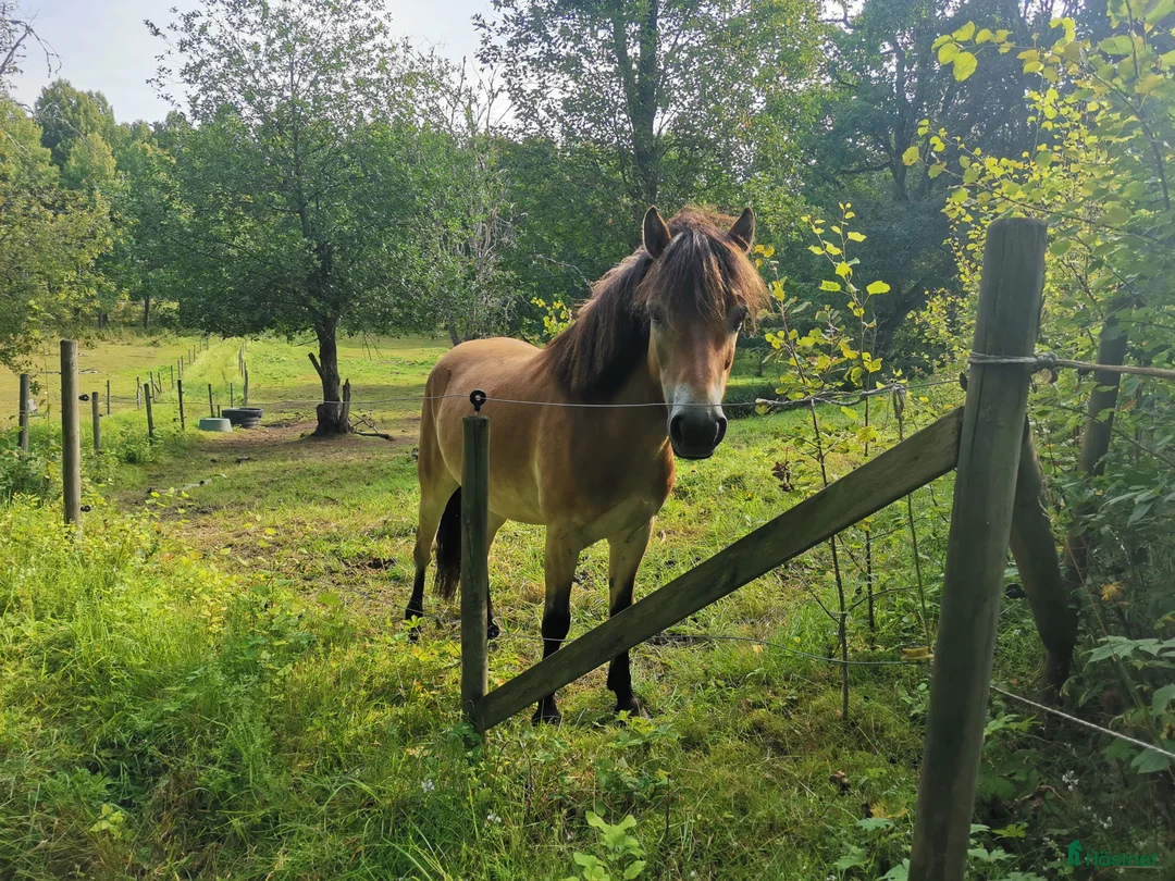 Allround hästar till salu: Charmigt russ med stor personlighet i Vetlanda - Annons 5