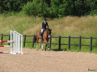 hästar Underbar 7årig valack säljes ♥️ - Annons 14