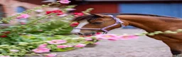 Allround hästar till salu: Ungponny med prestationsstam - Annons 5