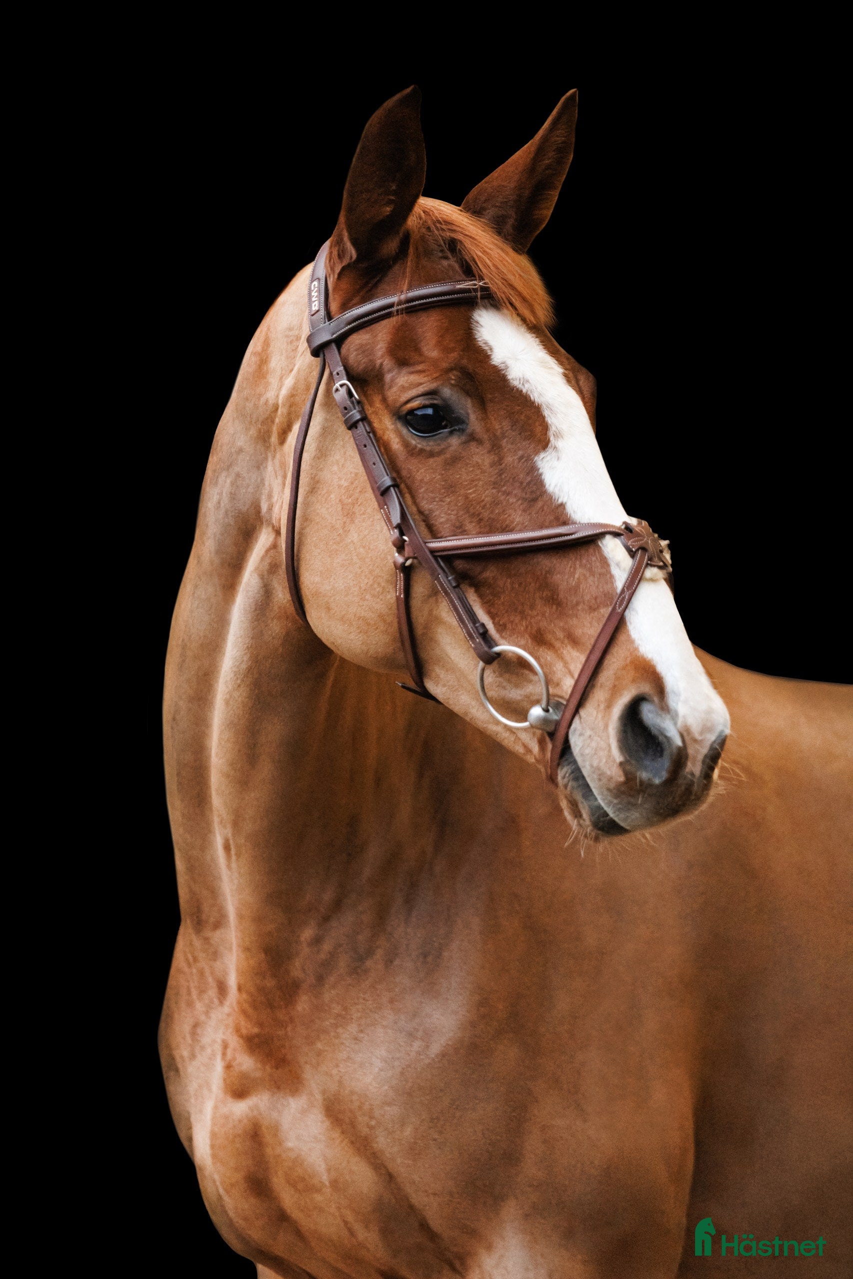  hästar Brave 7 yo mare for jumping - Annons 3