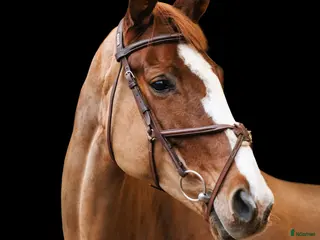 hästar Brave 7 yo mare for jumping - Annons 3