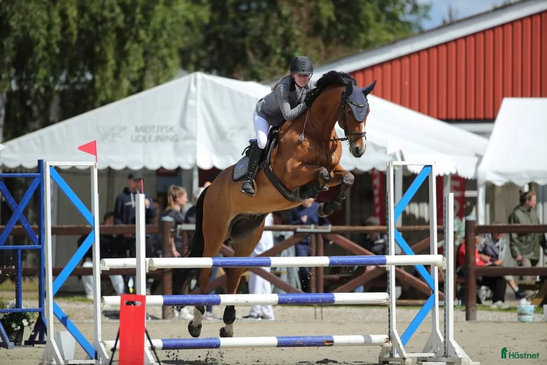 Hoppning hästar till salu: Kvalitetshest - Annons 6