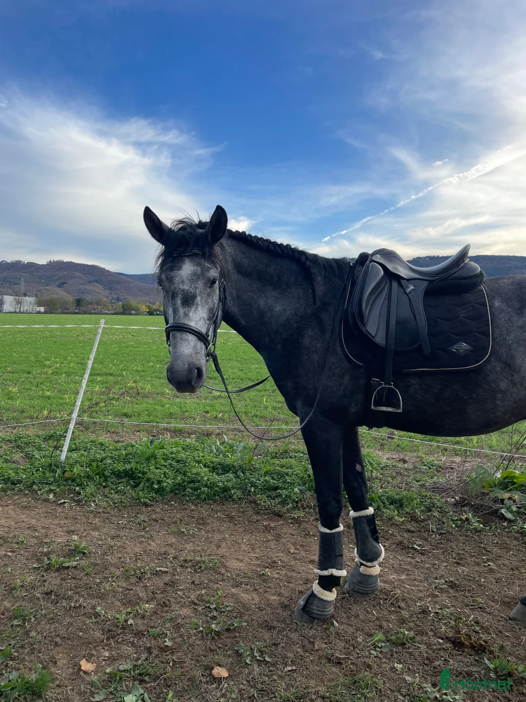 Dressyr hästar till salu: Lusitano for sale  - Annons 2