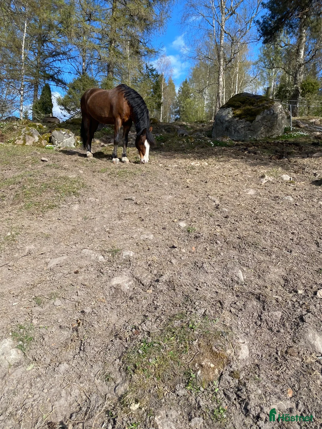 Övrigt hästar till salu: Sällskap eller lättare ridning - Annons 2