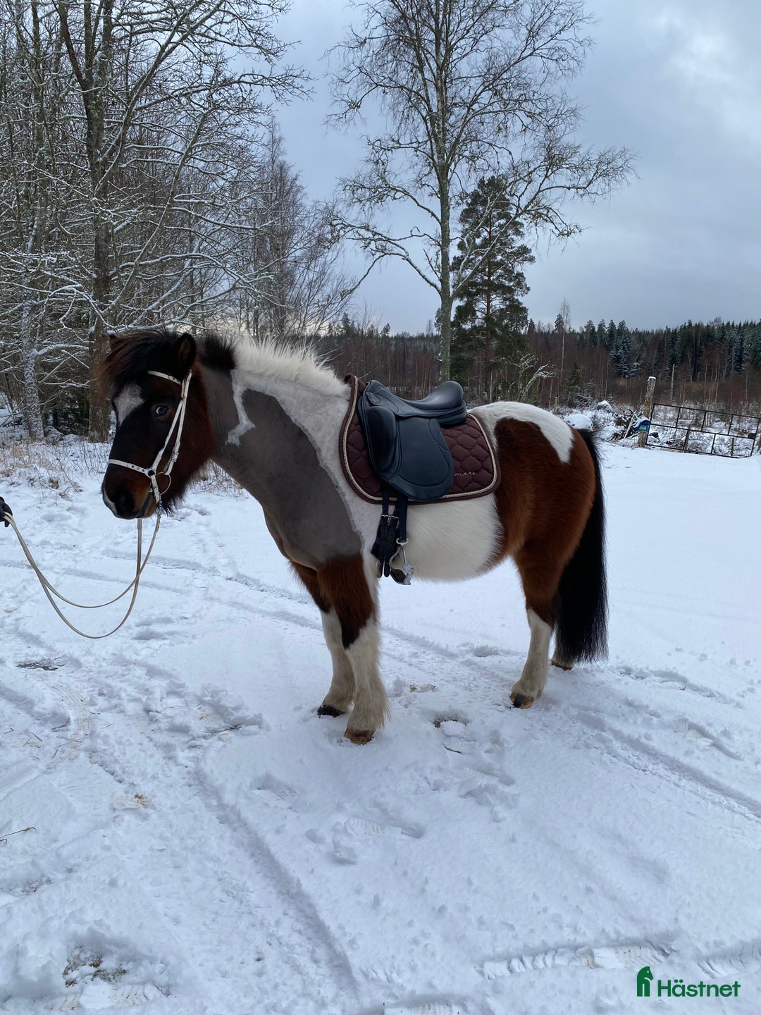 Island hästar till salu: Lúcas från Snararp -10-årig femgångare i Katrineholm - Annons 3
