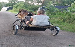 Trav hästar till salu: Spjutbo Ragnar  i Lövstabruk - Bild 3