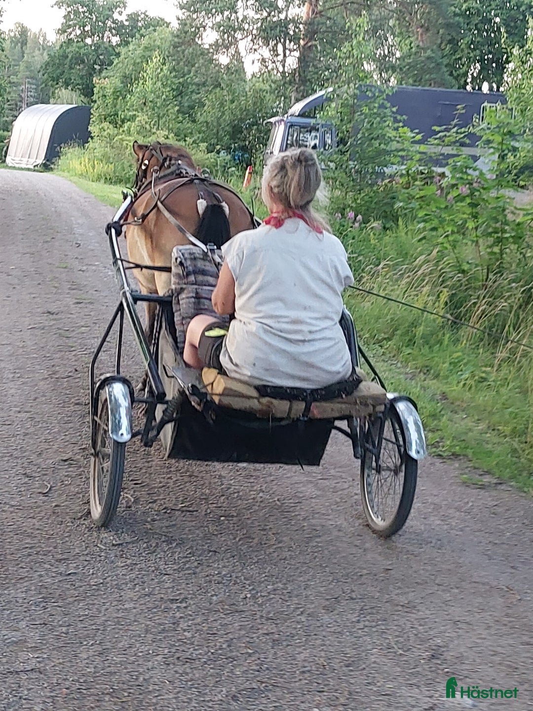 Trav hästar till salu: Spjutbo Ragnar  i Lövstabruk - Annons 3