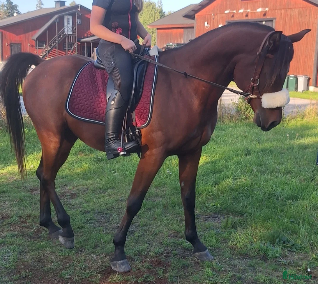 Allround hästar till salu: Intressekoll i Rimbo - Annons 3