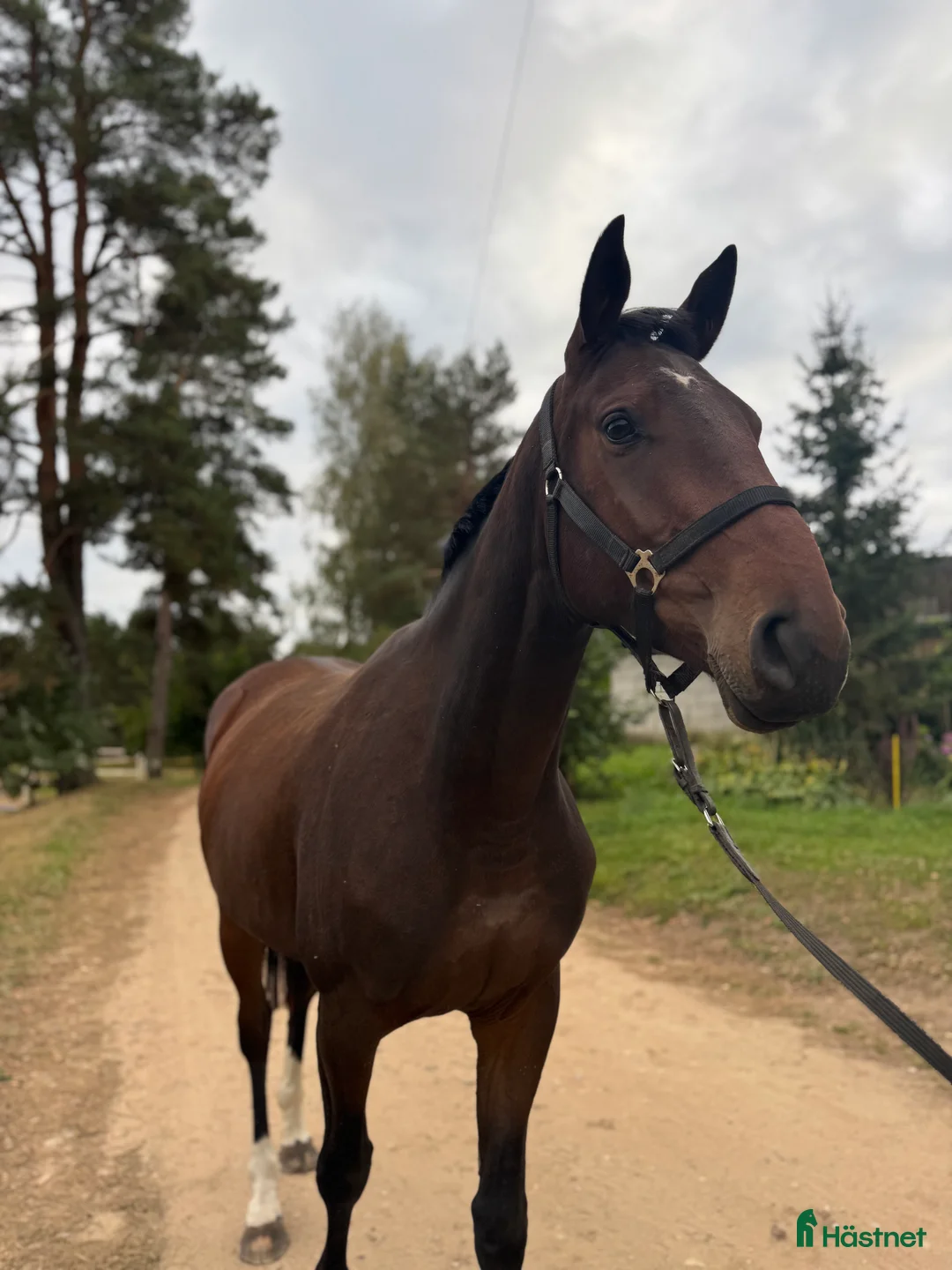 Hoppning hästar till salu: Young Horses - Annons 4