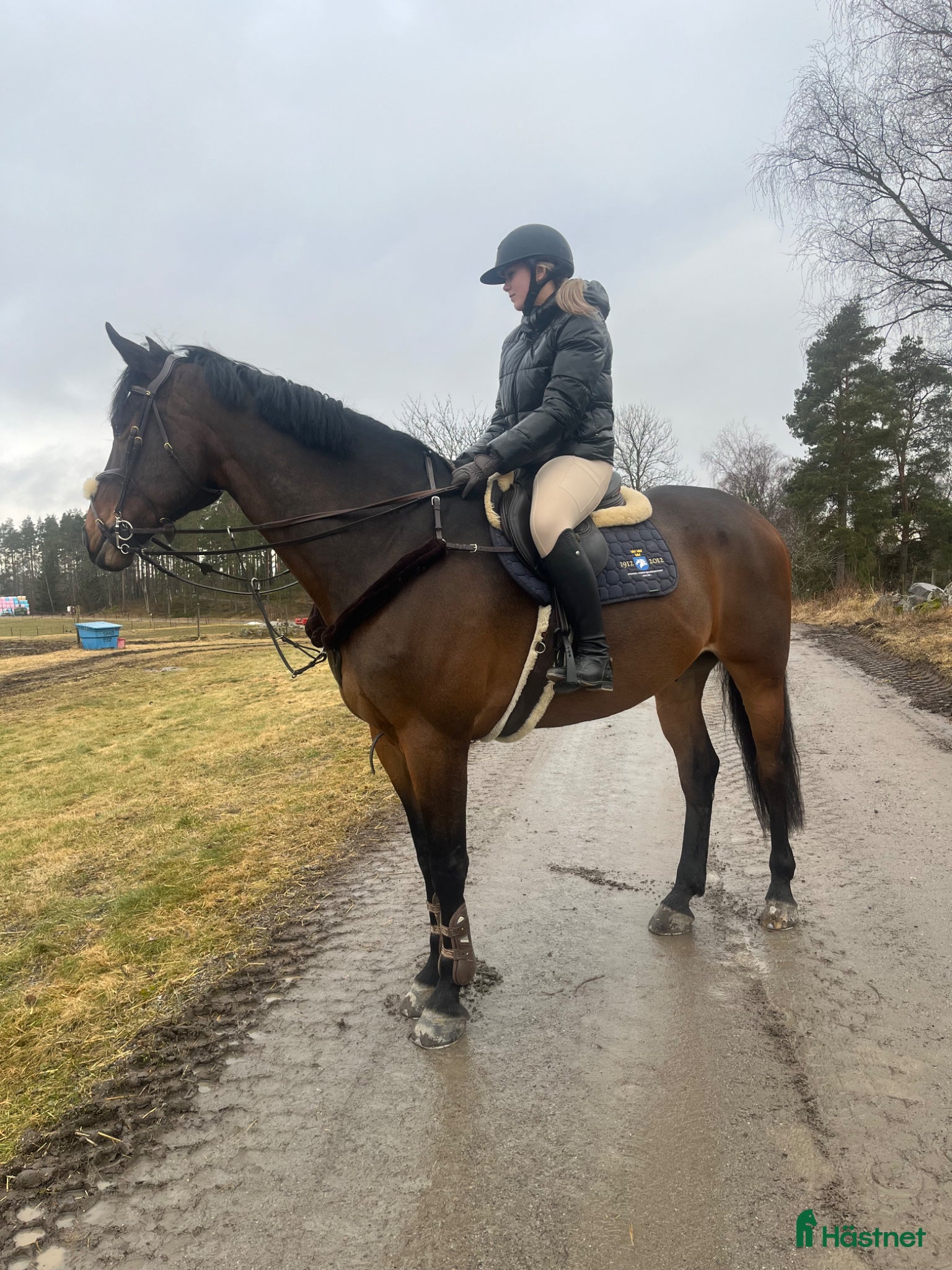  hästar Söker storhäst  - Annons 1
