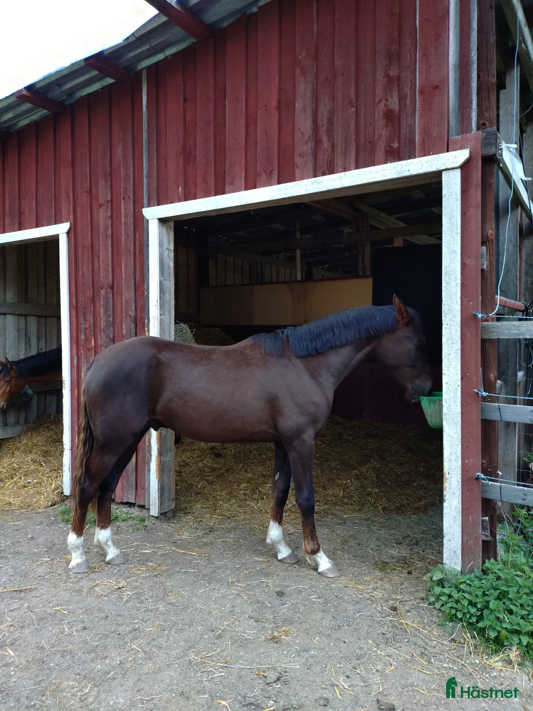 Allround hästar till salu: Flott Hingst för framtiden  - Annons 2