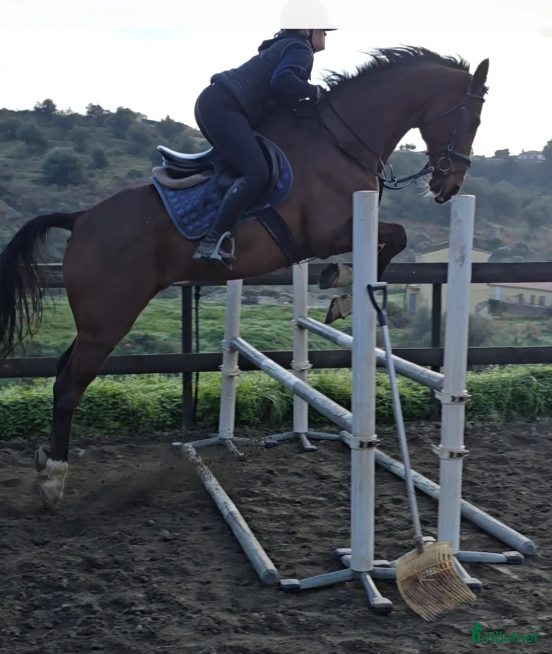 Hoppning hästar till salu: Trevliga hästar och ponnier i Spanien  - Annons 7