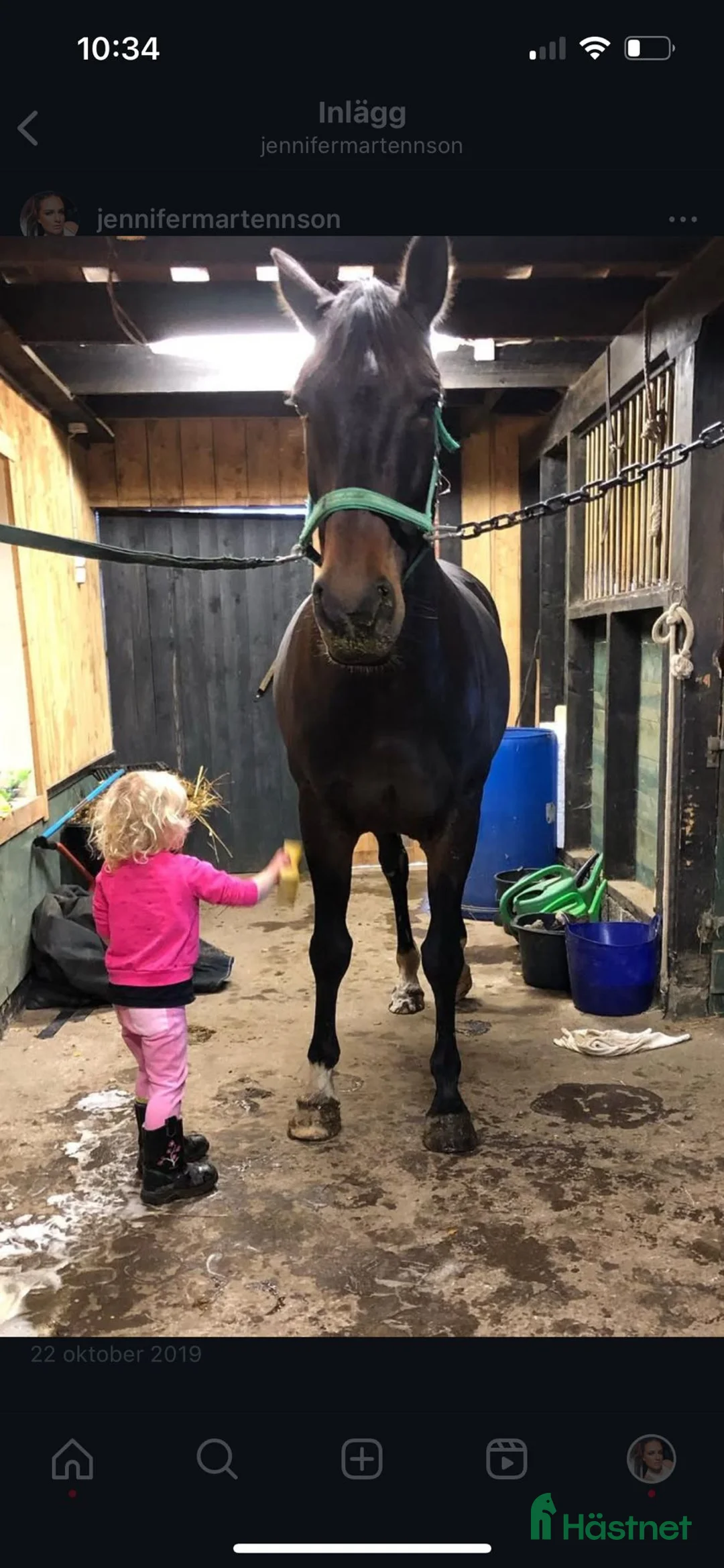 Fälttävlan hästar till salu: Min stjärna  - Annons 6