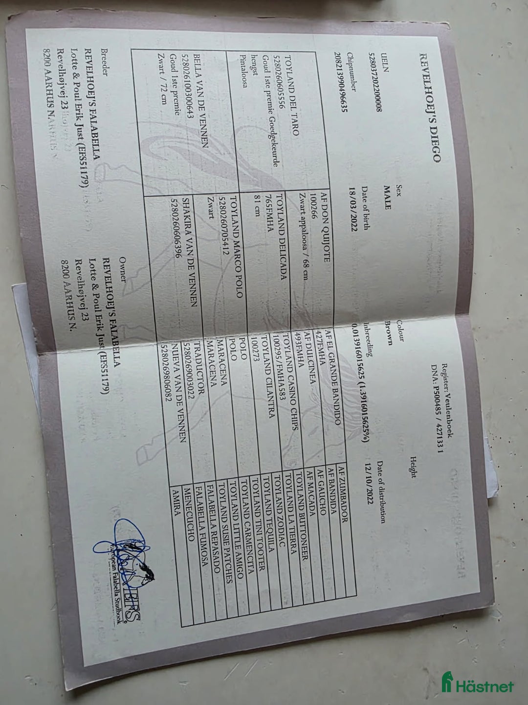 Allround hästar till salu: Riden snäll Falabella 4 år i Laholm - Annons 3