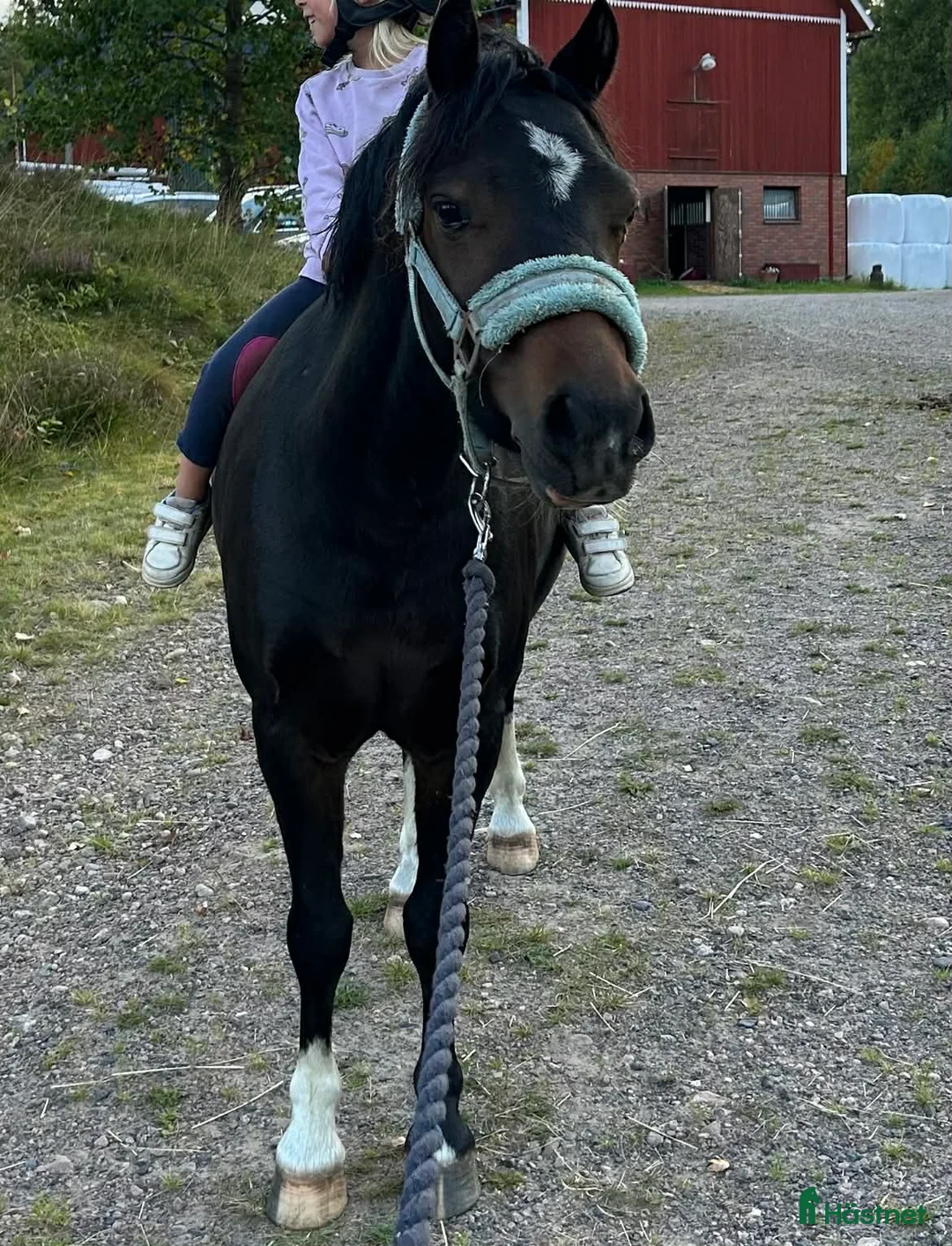  foderhäst finnes: B-Ponny utlånas alt söker medryttare - Annons 2