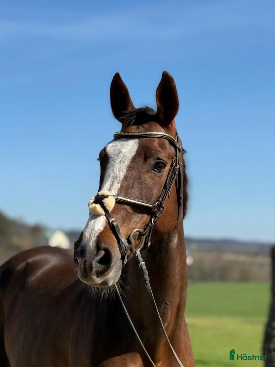  hästar Lättriden läromästare  - Annons 1