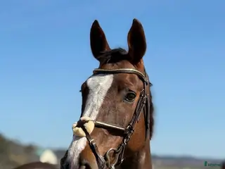 hästar Lättriden läromästare - Annons 13