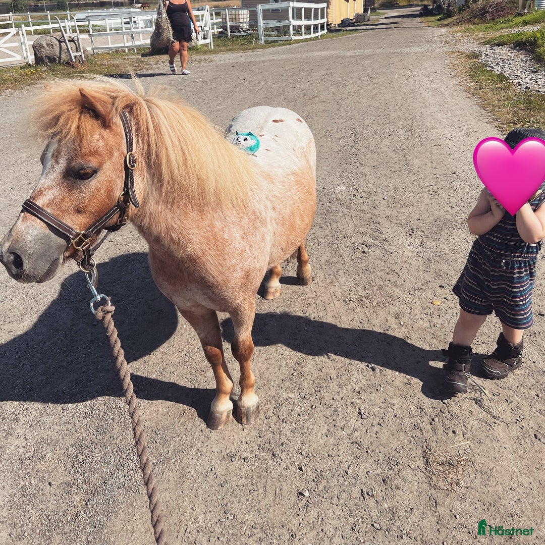 Allround hästar till salu: Rolig minikille i Nygård - Annons 2