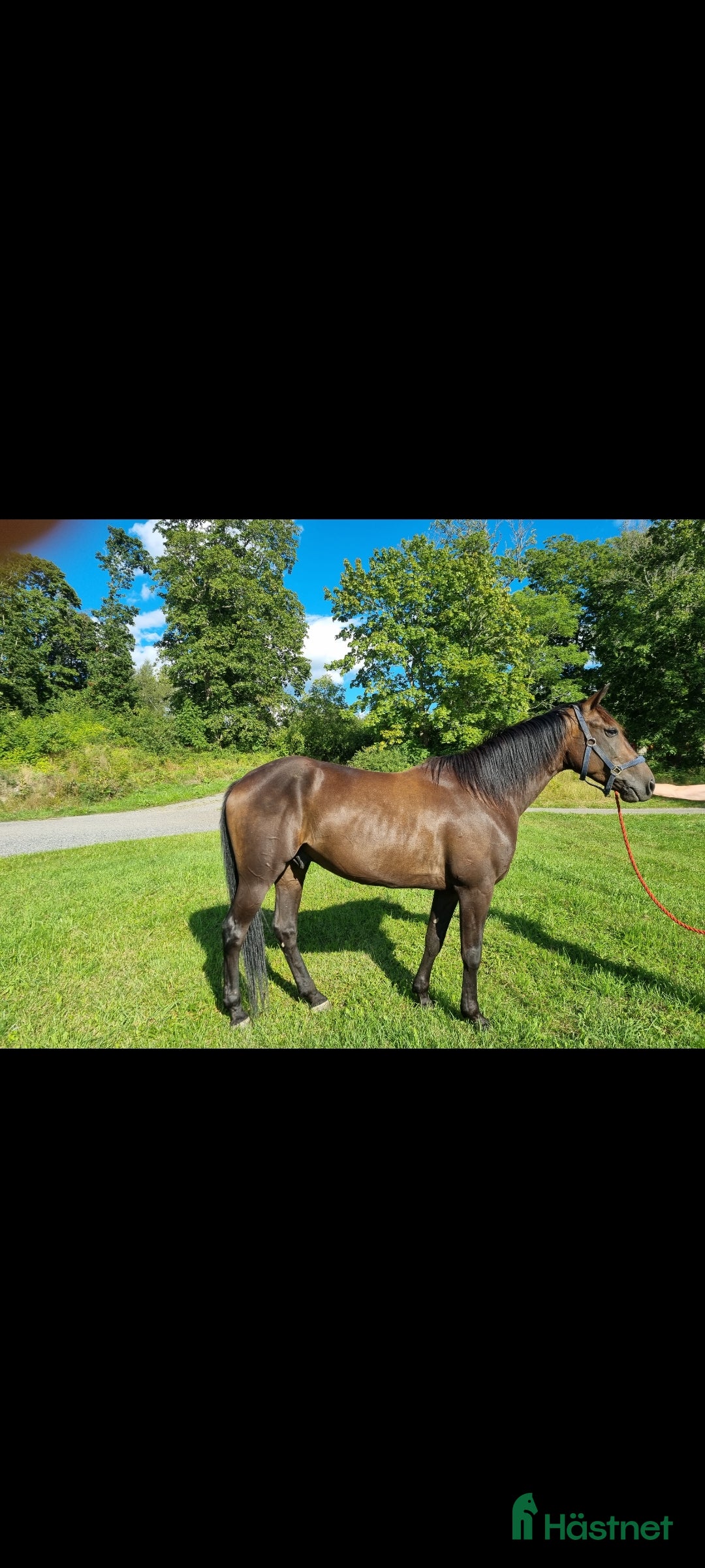 Allround hästar till salu: Till salu i Sorunda - Annons 2