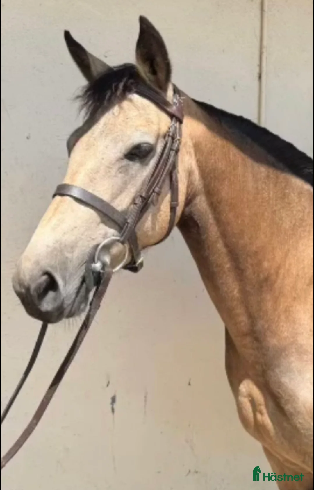 Allround hästar till salu: Snäll C ponny  i Tungelsta - Annons 2