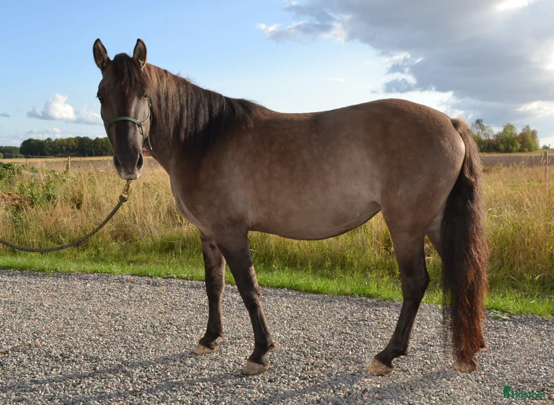 Allround hästar till salu: Härligt mustangsto - Annons 2