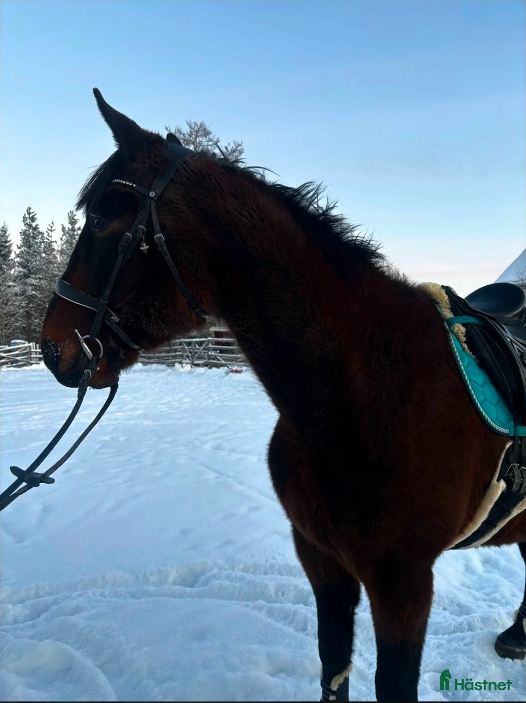 Övrigt hästar till salu: ☆ Sox ☆ i Lycksele - Annons 3