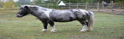 Allround hästar till salu: Shetlandponny sto pintaloosa - Annons 5