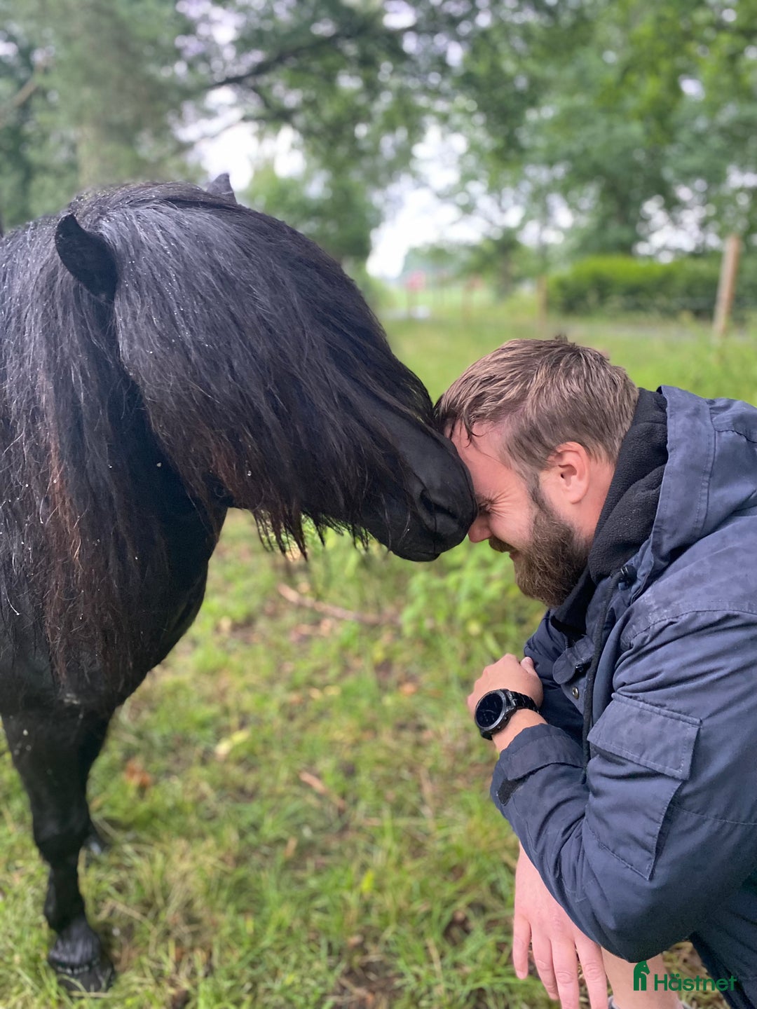 Avel hästar till salu: Godkänd avelshingst  i Björkvik - Bild 3