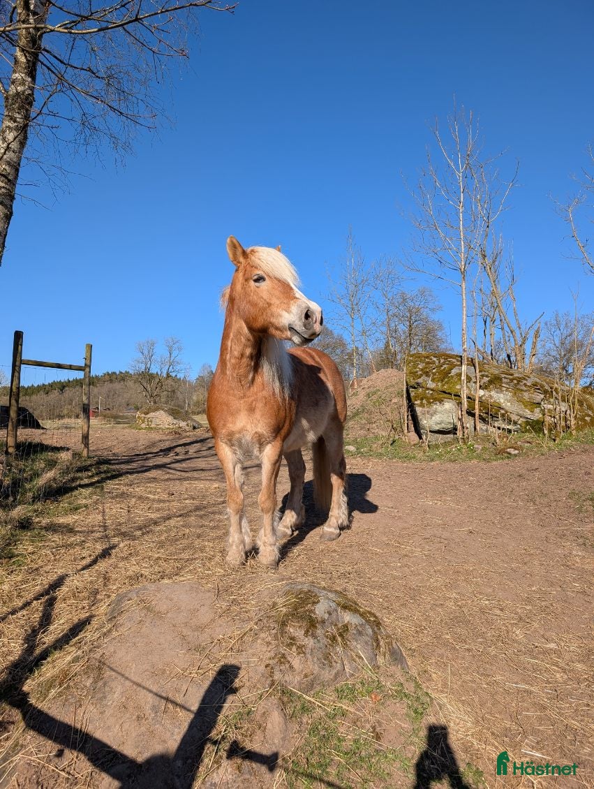  hästar Haflinger och fjording i Öxnevalla - Annons 7
