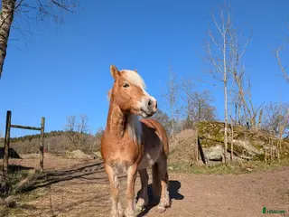 hästar Haflinger och fjording i Öxnevalla - Annons 7