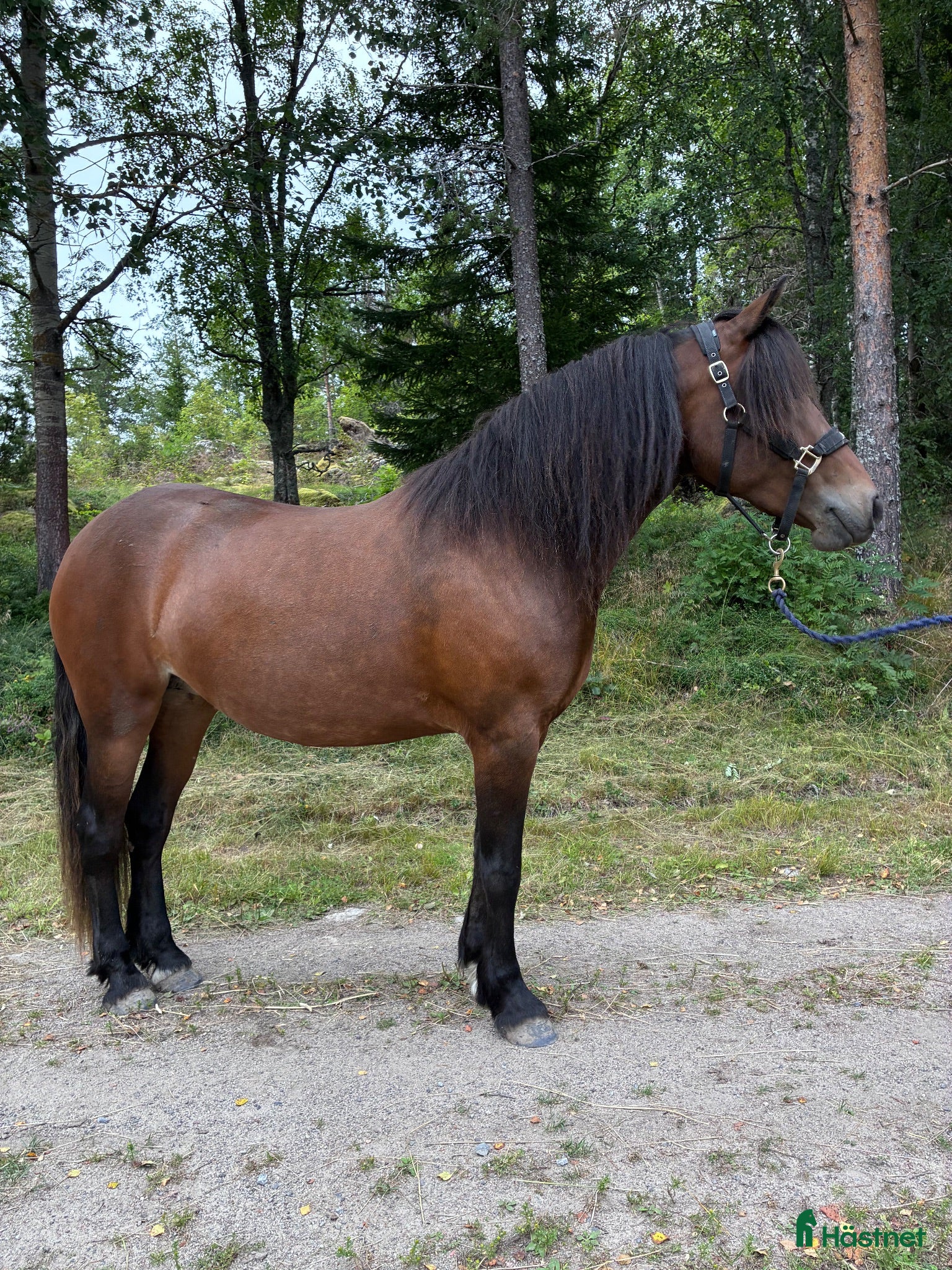  hästar Trevlig hobby-/familjehäst - Annons 4