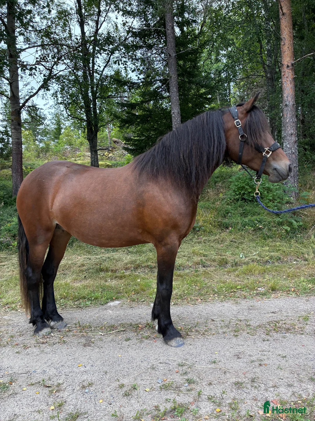 Allround hästar till salu: Trevlig hobby-/familjehäst - Annons 1