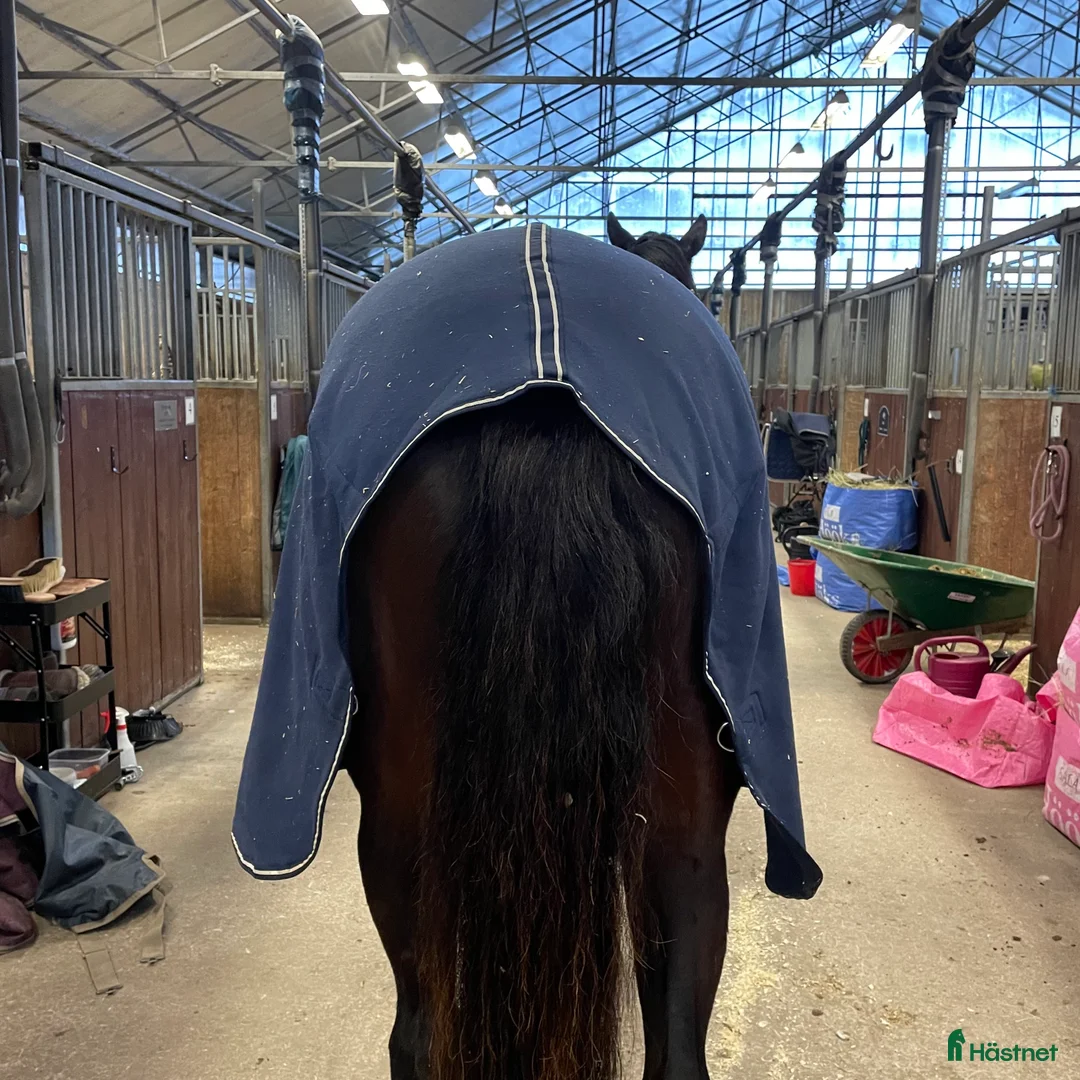 Täcken hästutrustning till salu: Fleecetäcke i Gamleby - Annons 5