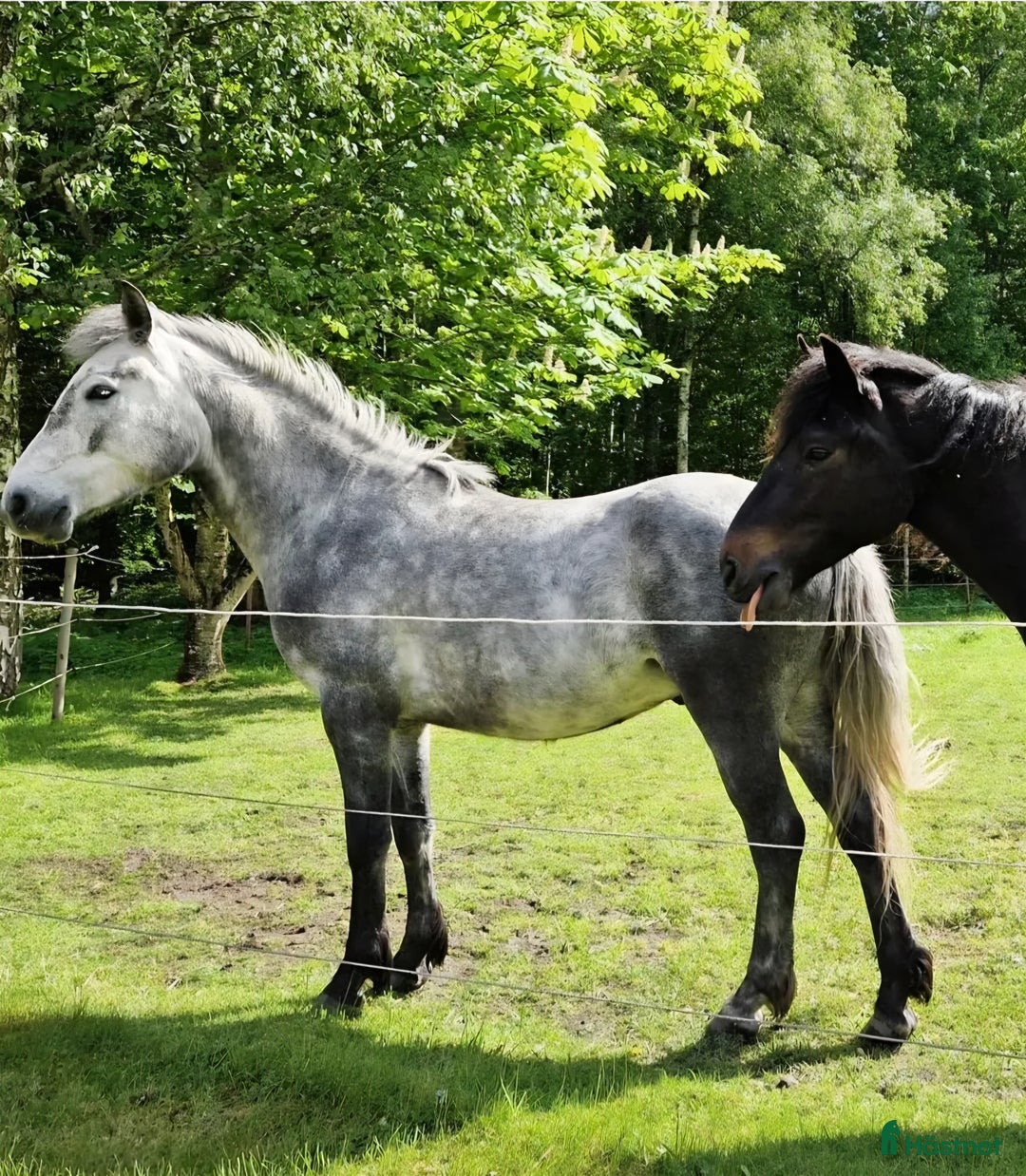Allround hästar till salu: Svenskfödd, riden, supersnäll 3-åring med fin stam i Fjärdhundra - Annons 8