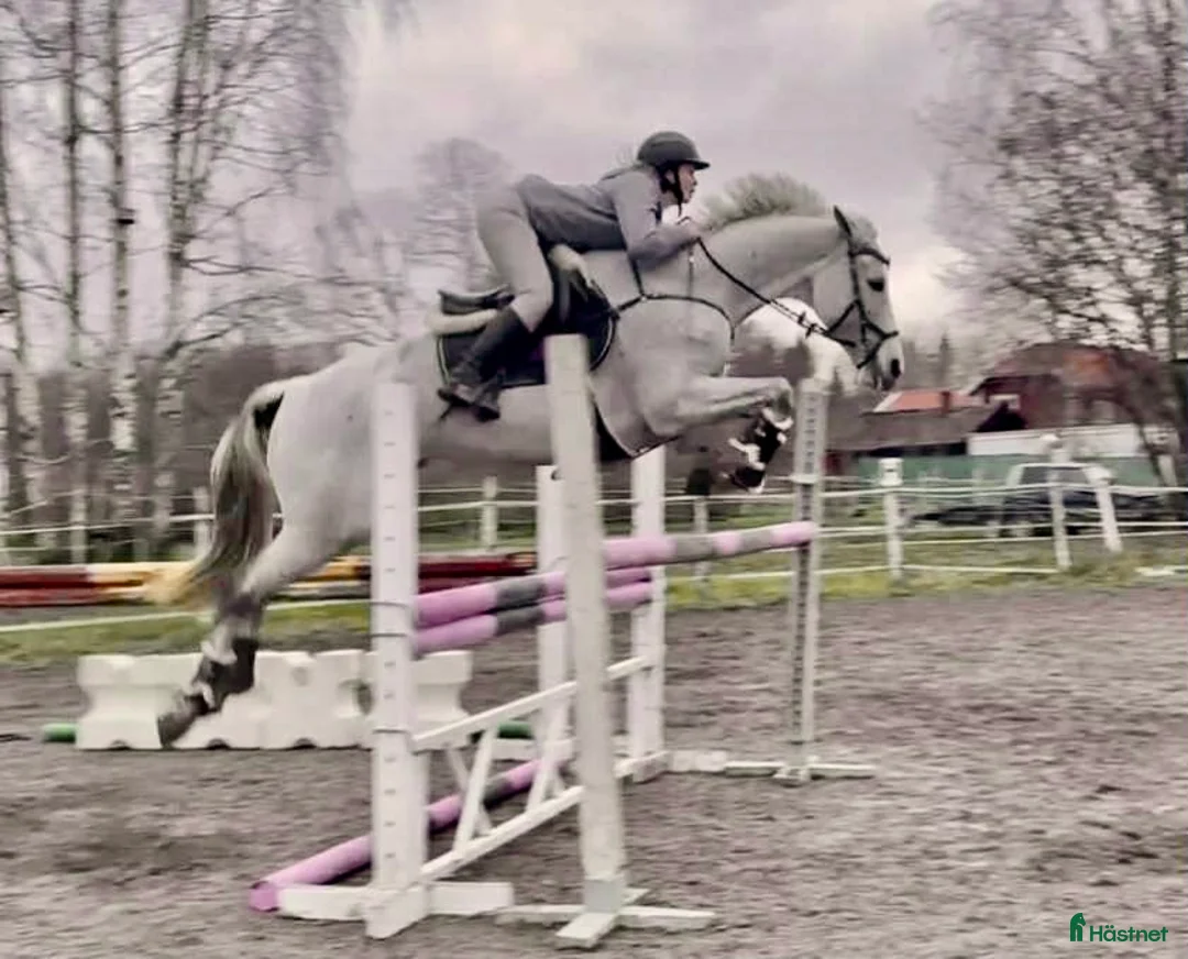 Allround hästar till salu: Välriden multitalang! i Sala - Annons 8