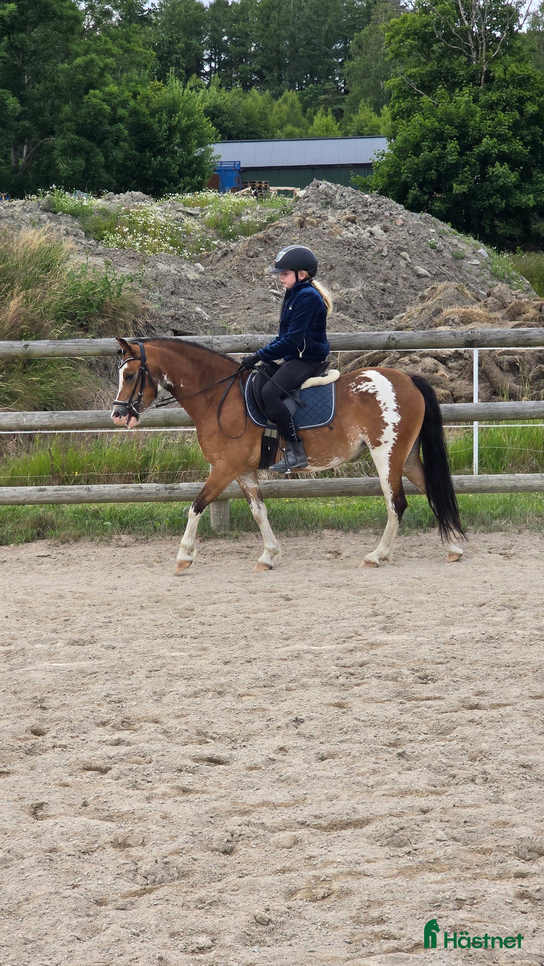 Allround hästar till salu: Welsh mountain, sportponny, barnponny, körponny! i Uddevalla - Annons 2