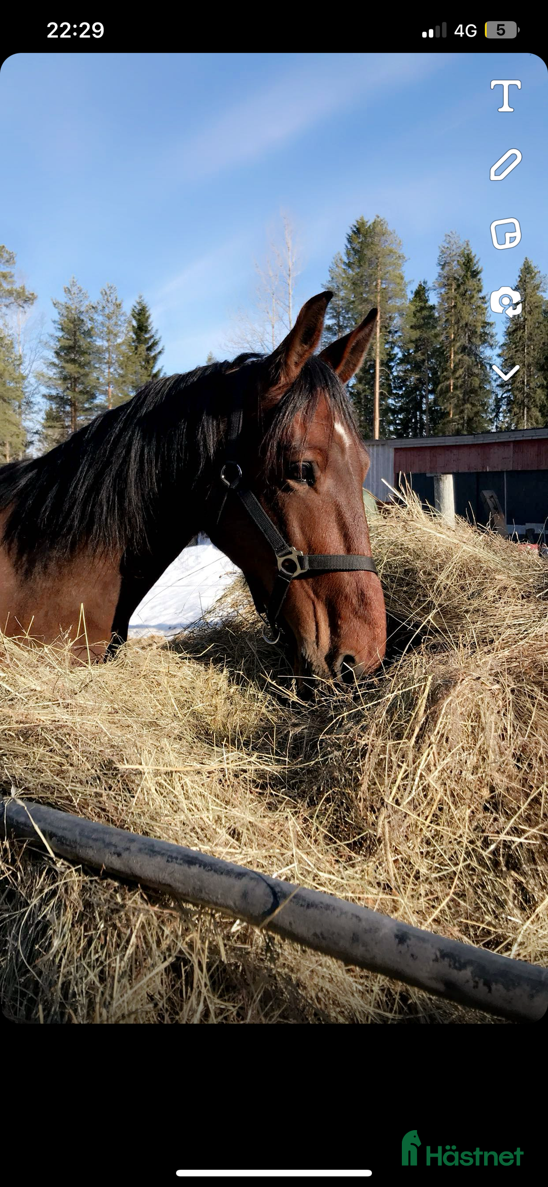 Övrigt hästar till salu: 2st underbara travare till sällskap alt skogsmulle - Annons 4