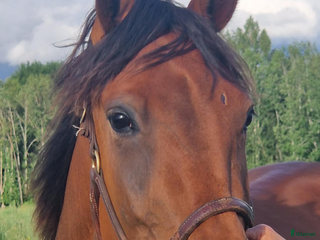 hästar Starthäst i Djurås - Annons 21