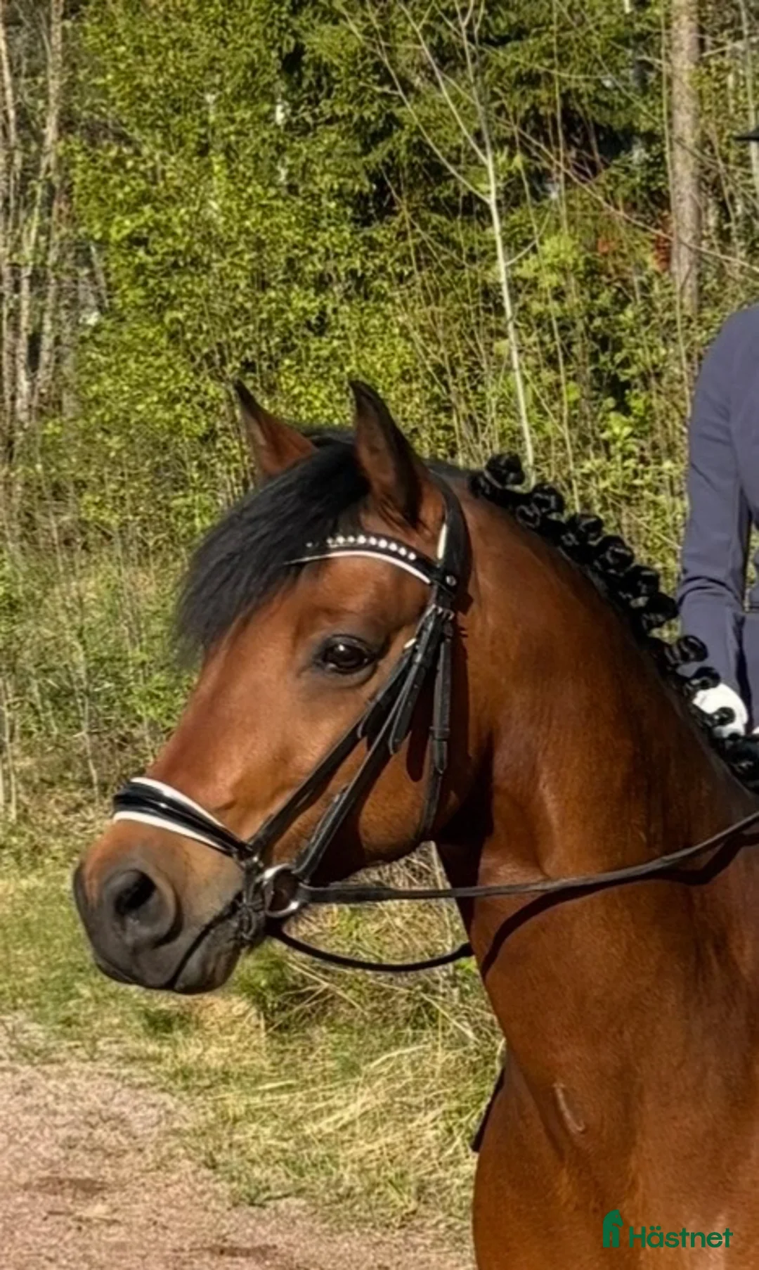 Dressyr hästar till salu: Dressyrponny med utstrålning  - Annons 2