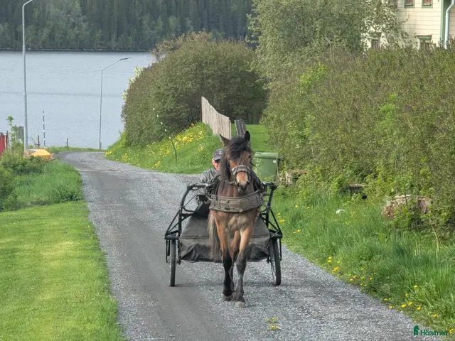 hästar till salu: Värstammat kallblodssto - Annons 2