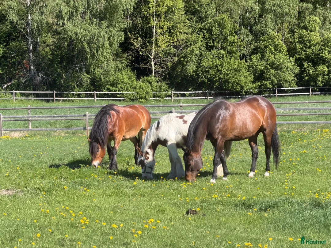 stallplats finnes: Lösdrift i Almunge - Annons 1