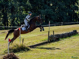 hästar Framtidens sporthäst, vilken gren du än väljer! 🌟 - Annons 10
