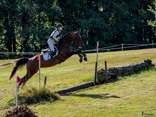 Hoppning hästar till salu: Framtidens sporthäst, vilken gren du än väljer! 🌟 - Annons 2