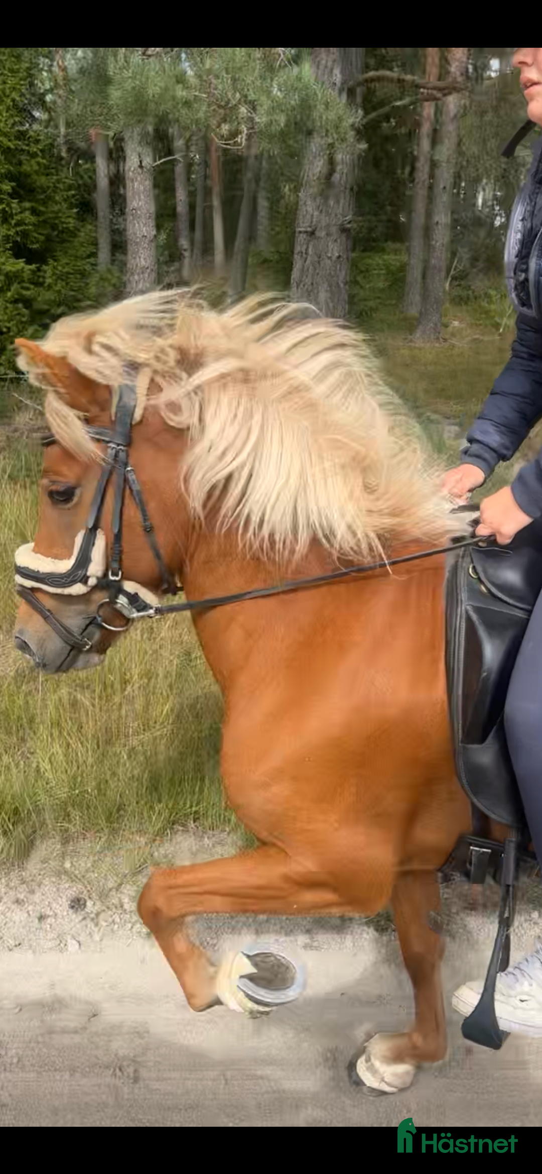 Island hästar till salu: Valack och sto flotta! i Rosersberg - Annons 2