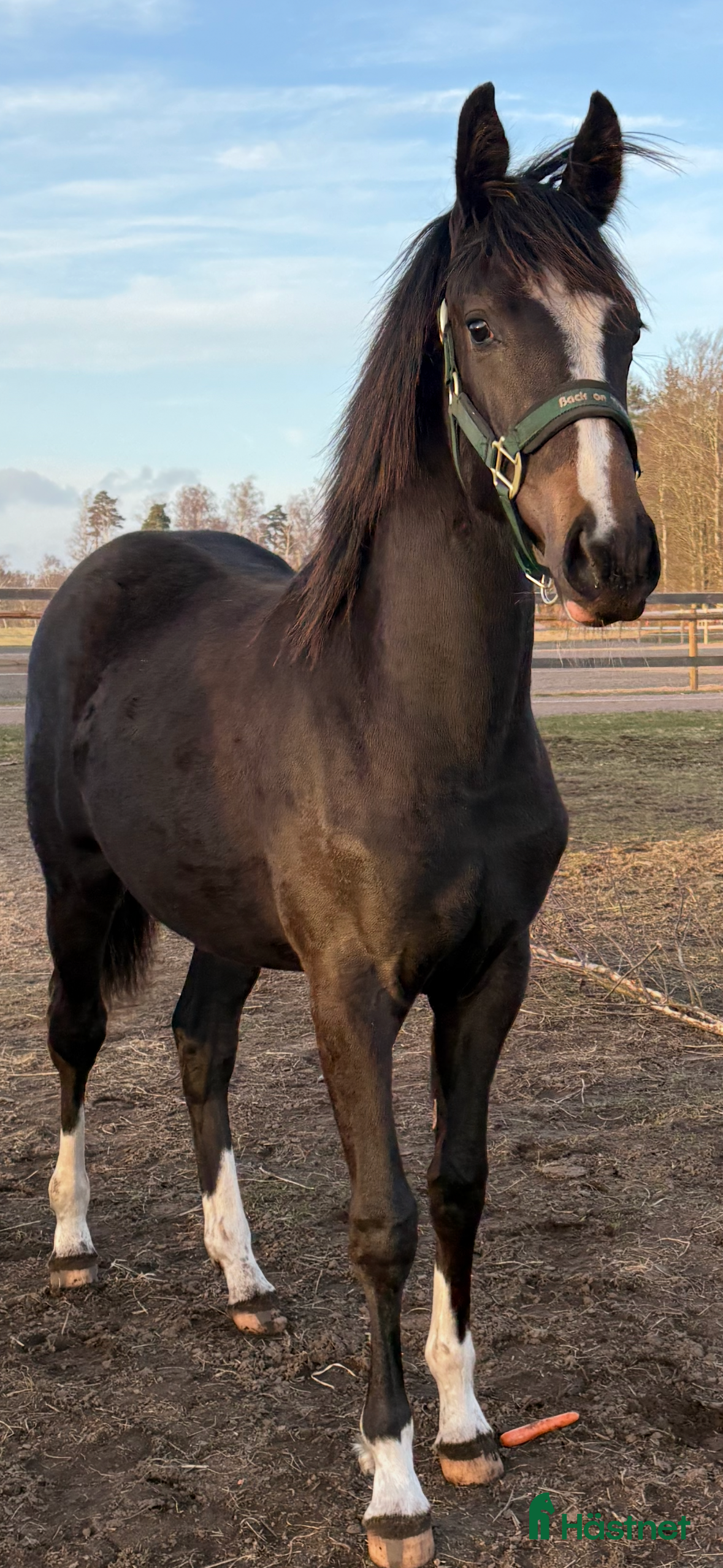  hästar Vackert Sto i Eldsberga - Annons 1