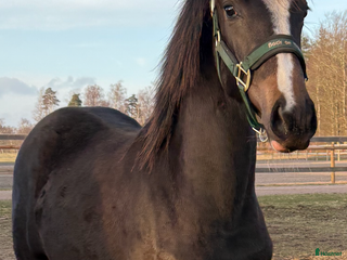 hästar Vackert Sto i Eldsberga - Annons 14