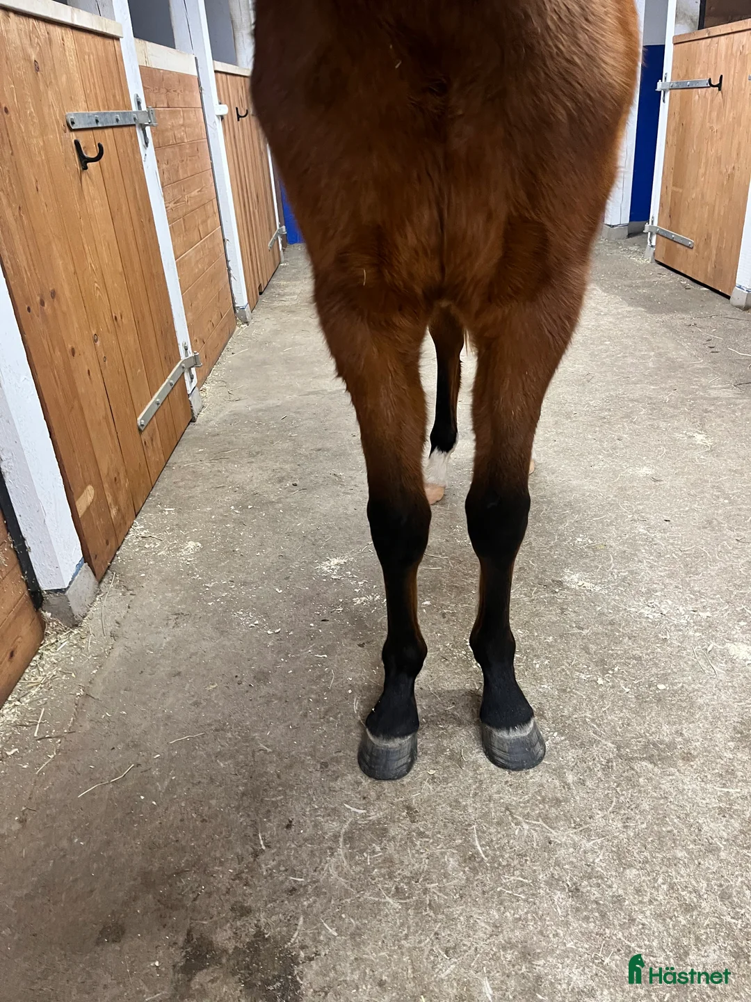 Hoppning hästar till salu: Social, pigg med stor personlighet  i Väring - Annons 3